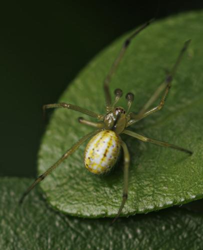 Enoplognatha (latimana-ovata)